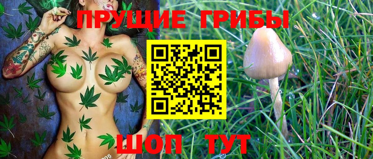Псилоцибиновые грибы Psilocybe Тольятти